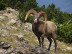 Bighorn sheep